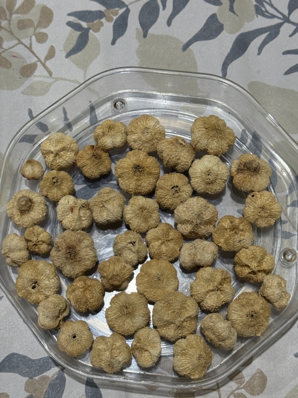 Dried Mini Mushroom Caps - Natural Beige